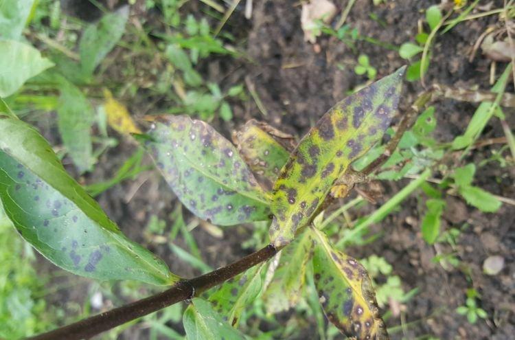 Чернеют листья - Болезни листьев у флоксов