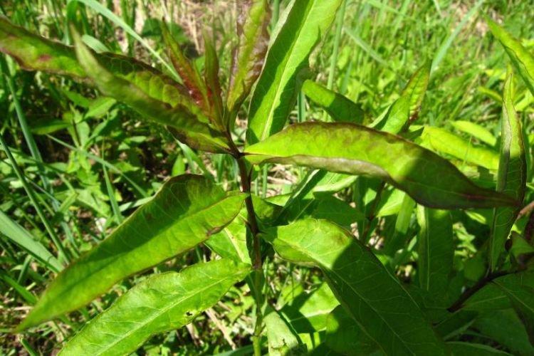 Скручиваются листья - Болезни листьев у флоксов