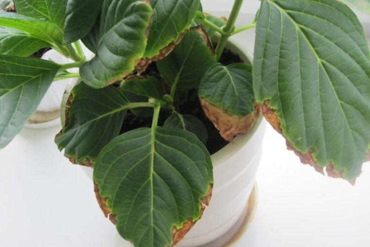 Листья желтеют и сохнут - Болезни листьев у гортензии