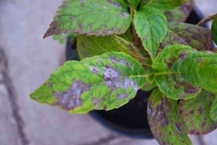 Чернеют листья - Болезни листьев у гортензии