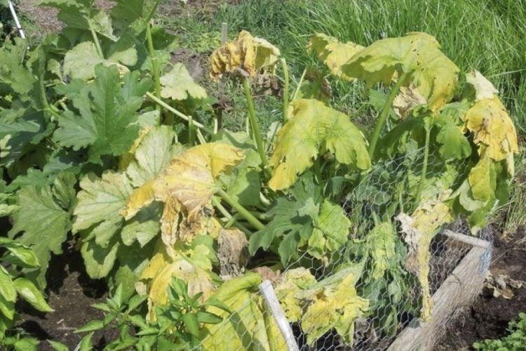 Скручиваются листья - Болезни листьев у кабачков