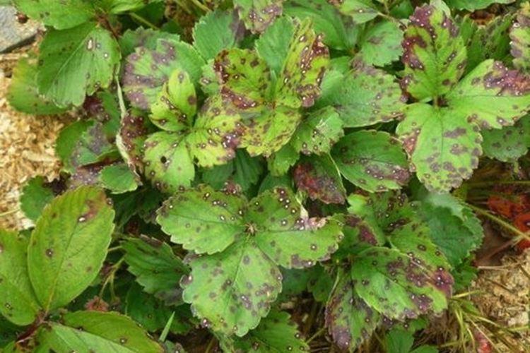 Болезни листьев клубники: описания с фото, лечение