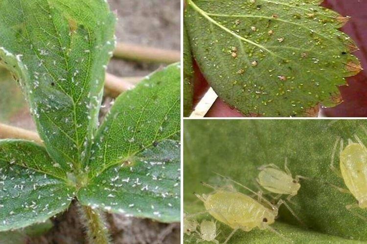 Пупырышки и бугорки на листьях - Болезни листьев клубники