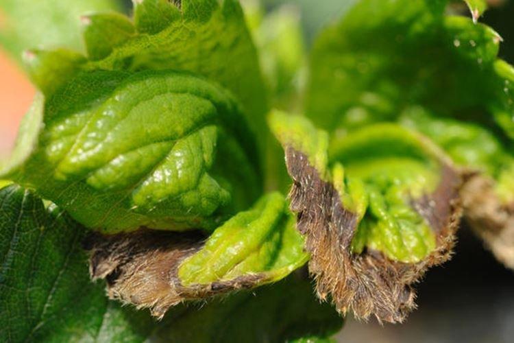 Чернеют листья - Болезни листьев клубники