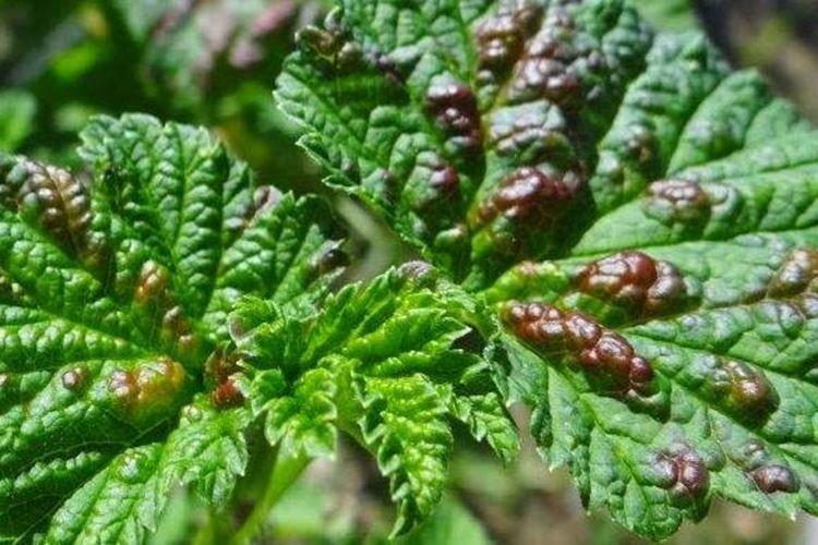 Пупырышки и бугорки на листьях - Болезни листьев крыжовника