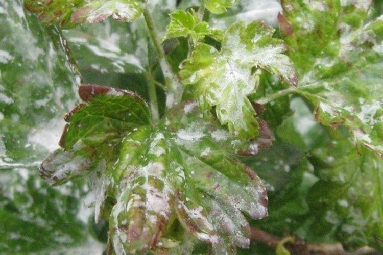 Белый налет на листьях - Болезни листьев крыжовника