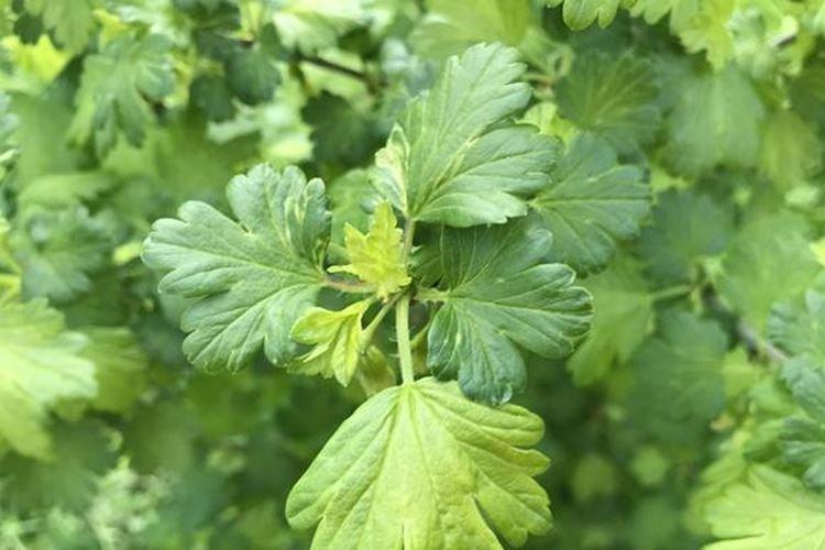 Бледные и светлые листья - Болезни листьев крыжовника