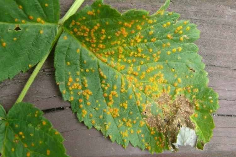 Бурые пятна на листьях - Болезни листьев малины