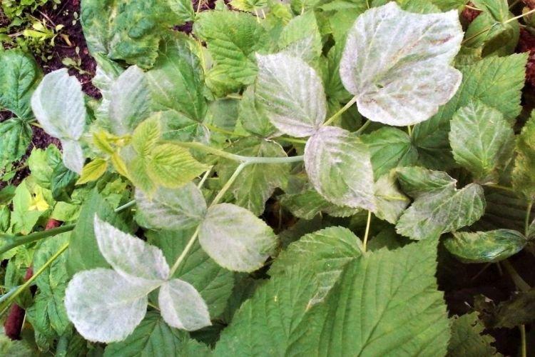 Белый налет на листьях - Болезни листьев малины