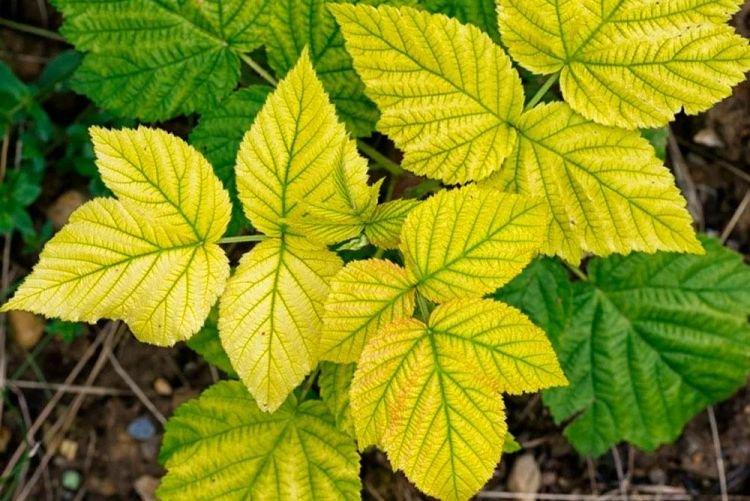 Бледные и светлые листья - Болезни листьев малины