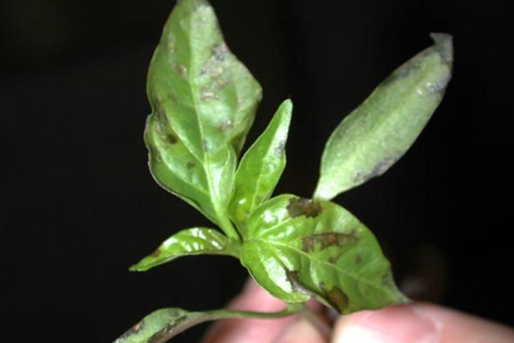 Чернеют листья - Болезни листьев перца