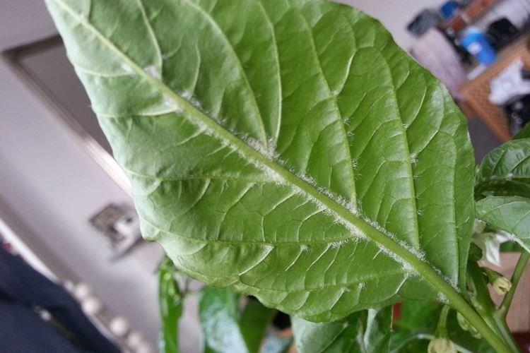 Белый налет на листьях - Болезни листьев перца