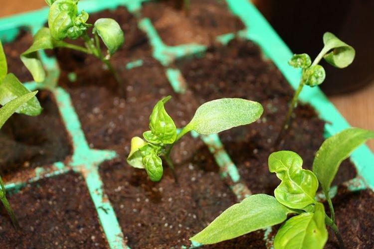 Скручиваются листья - Болезни листьев перца