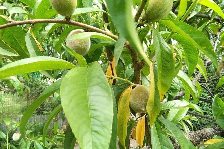 Листья желтеют и сохнут - Болезни листьев у персика