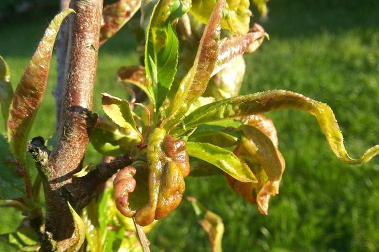 Скручиваются листья - Болезни листьев у персика