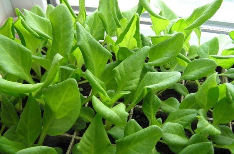 Скручиваются листья - Болезни листьев у петунии