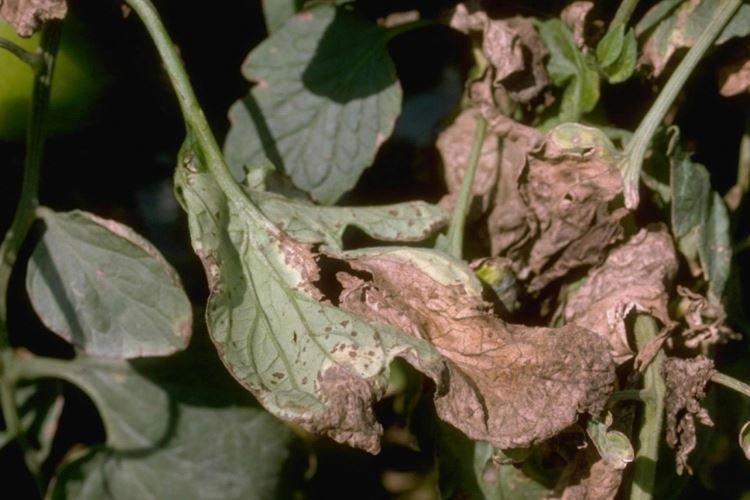 Бурые пятна на листьях - Болезни листьев у помидоров