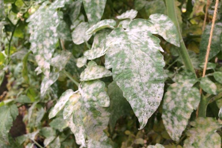 Белый налет на листьях - Болезни листьев у помидоров