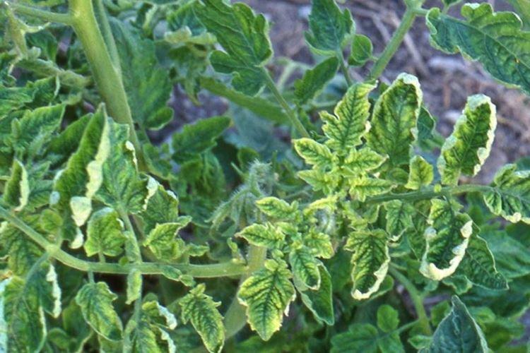 Скручиваются листья - Болезни листьев у помидоров