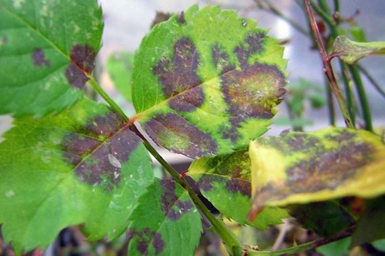 Бурые пятна на листьях - Болезни листьев у розы