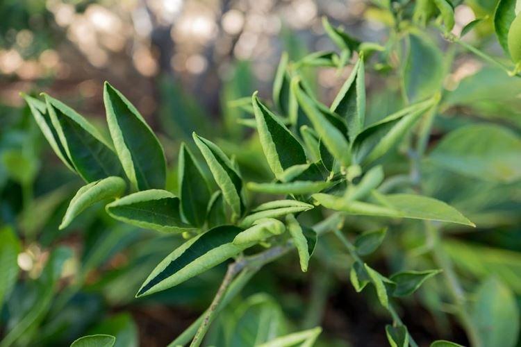 Скручиваются листья - Болезни листьев у розы