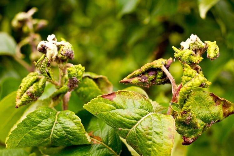 Пупырышки и бугорки на листьях - Болезни листьев сливы