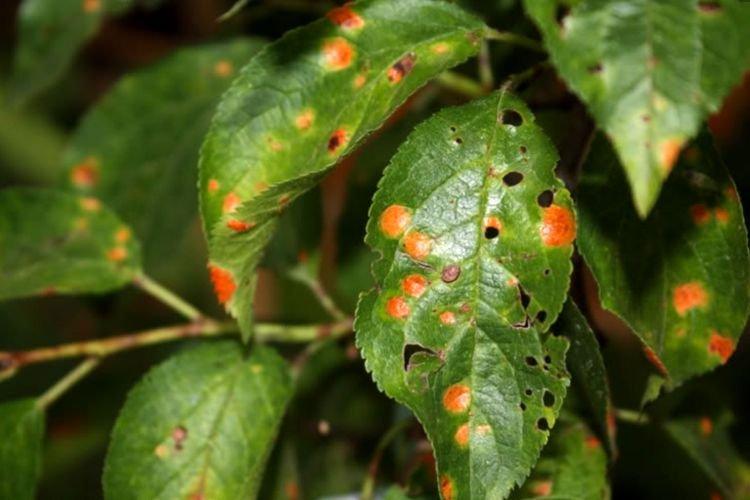 Бурые пятна на листьях - Болезни листьев сливы