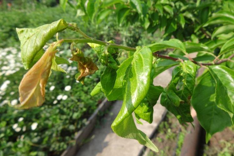 Скручиваются листья - Болезни листьев сливы