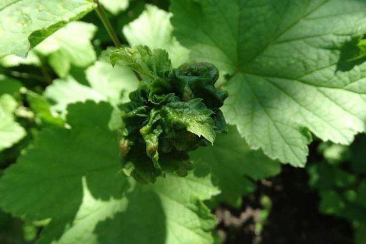 Скручиваются листья - Болезни листьев смородины