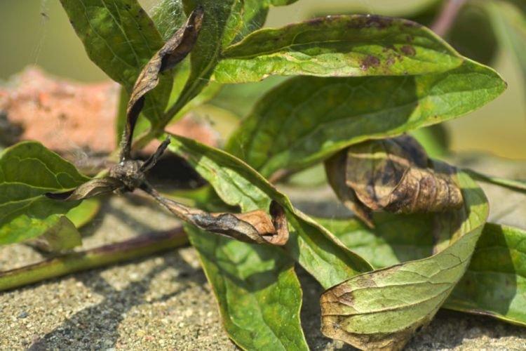 Скручиваются листья - Болезни листьев у пионов