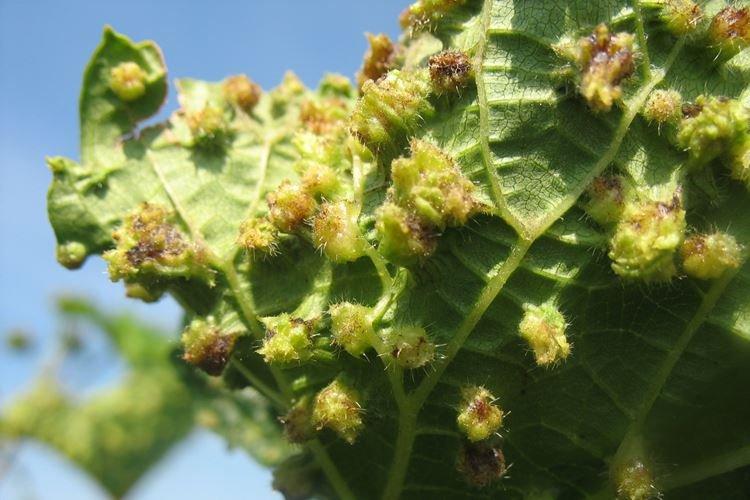 Пупырышки и бугорки на листьях - Болезни листьев винограда