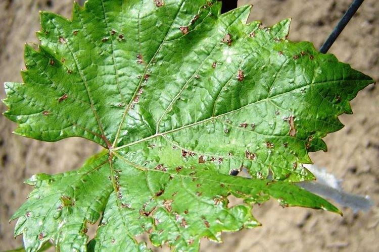 Бурые пятна на листьях - Болезни листьев винограда