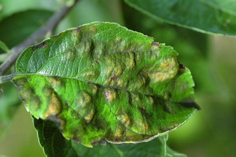 Пупырышки и бугорки на листьях - Болезни листьев вишни