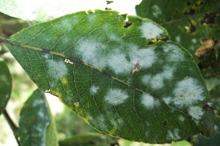 Белый налет на листьях - Болезни листьев вишни