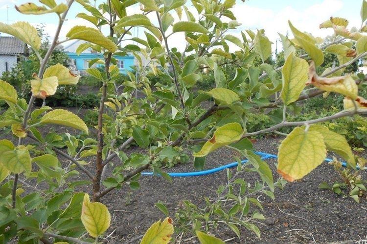 Листья желтеют и сохнут - Болезни листьев яблони