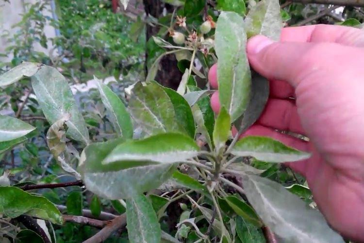 Белый налет на листьях - Болезни листьев яблони