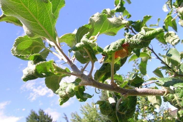 Скручиваются листья - Болезни листьев яблони