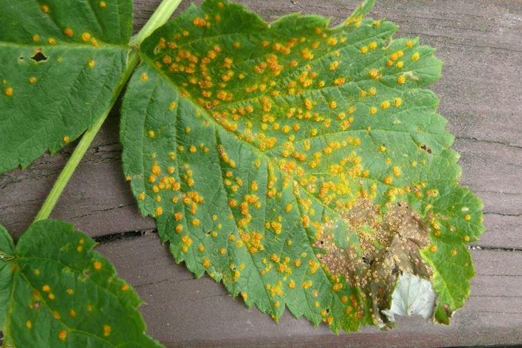 Ржавчина - Болезни малины, описание с фото и лечение
