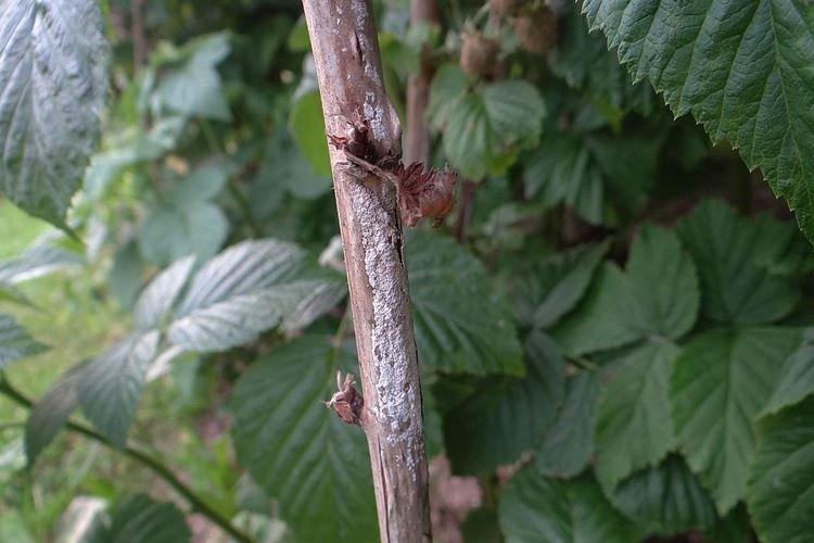 Дидимиллез - Болезни малины, описание с фото и лечение