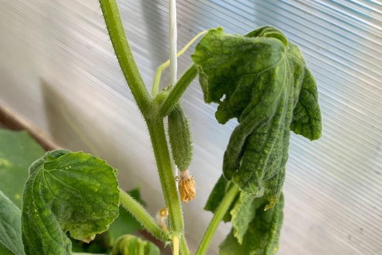 Фузариоз - Болезни огурцов, описание с фото и лечение