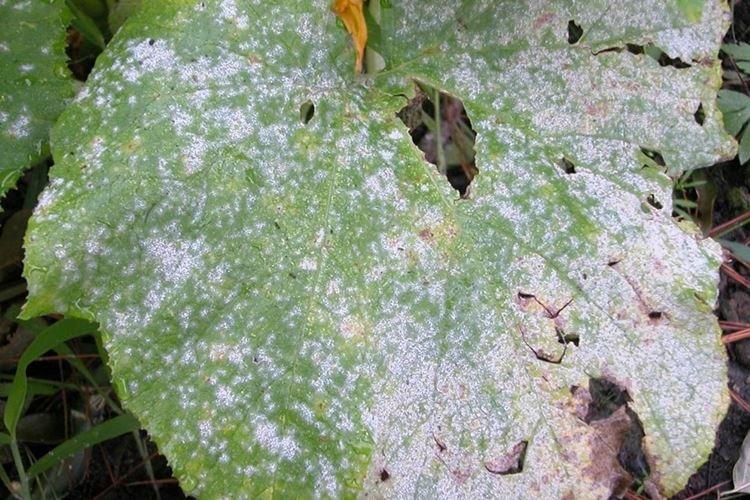 Мучнистая роса - Болезни огурцов, описание с фото и лечение