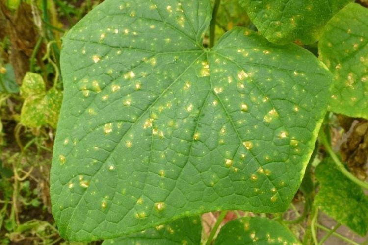 Пероноспороз - Болезни огурцов, описание с фото и лечение