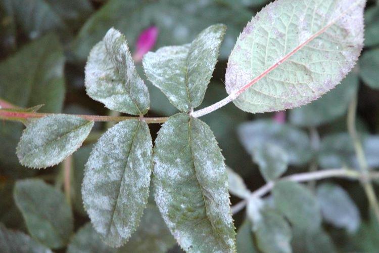 Мучнистая роса - Болезни роз, описание с фото и лечение