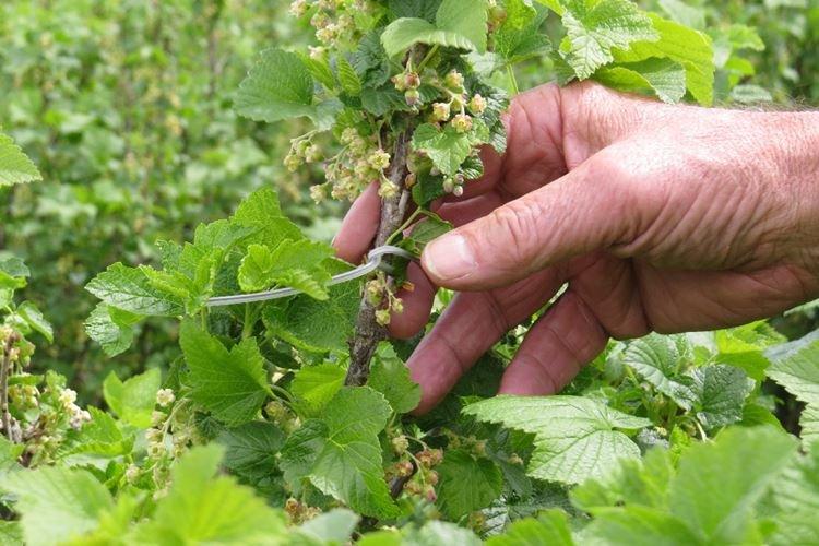 Махровость - Болезни смородины, описание с фото и лечение