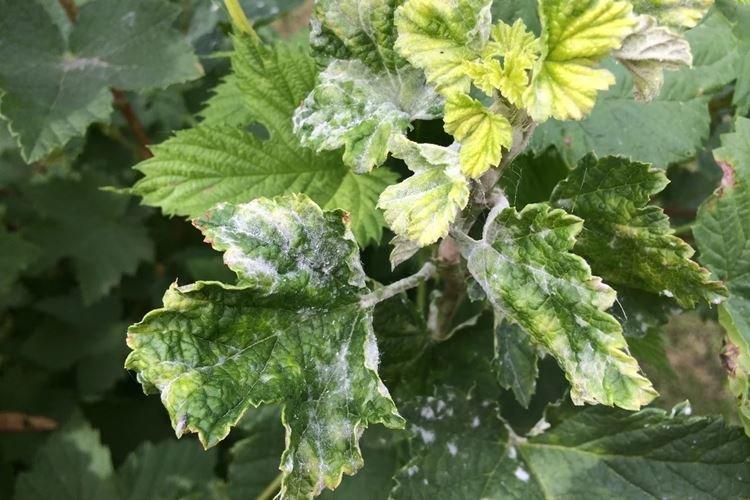 Мучнистая роса - Болезни смородины, описание с фото и лечение
