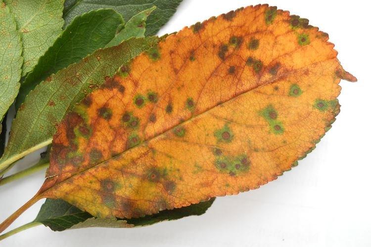 Коккомикоз - Болезни вишни, описание с фото и лечение