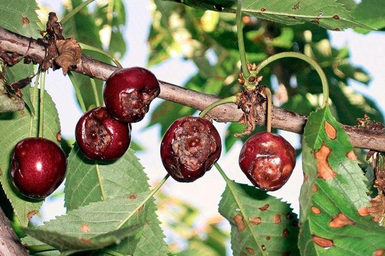 Парша - Болезни вишни, описание с фото и лечение