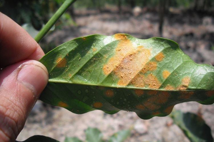 Ржавчина - Болезни вишни, описание с фото и лечение
