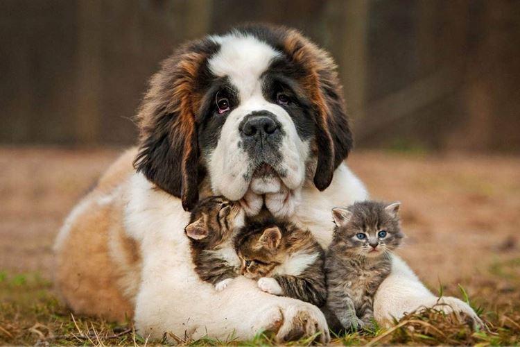 Большие породы собак: названия и фото (каталог)