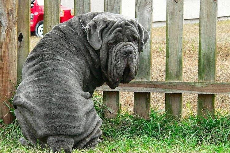 Неаполитанский мастиф - Большие породы собак